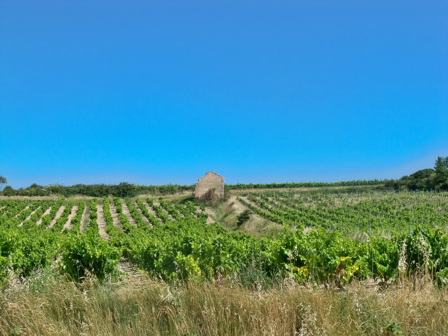 Cabanon en pierre au milieu des vignes à Puget-sur-Argens, dans le Var